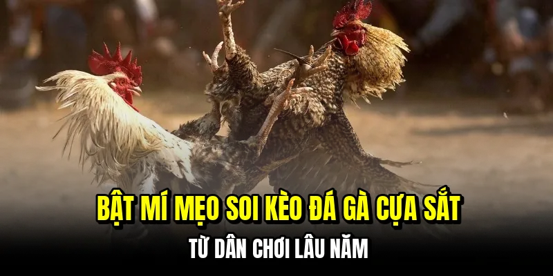 Đá Gà Cựa Sắt - Bí Kíp Đọc Kèo Chuẩn Xác Từ Sảnh Live C168 7 Bật mí mẹo soi kèo đá gà cựa sắt từ dân chơi lâu năm