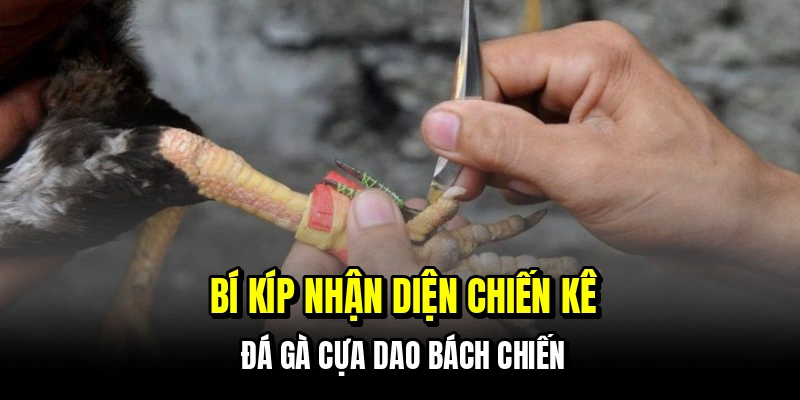 Đá Gà Cựa Dao - Trận Đấu Nhanh Gọn Và Chiến Thắng Rõ Ràng 7 Bí kíp nhận diện chiến kê đá gà cựa dao bách chiến