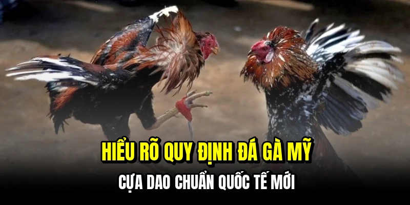 Đá Gà Mỹ Cựa Dao - Kinh Nghiệm Bắt Kèo Ngon Từ Các Cao Thủ 6 Hiểu rõ quy định đá gà Mỹ cựa dao chuẩn quốc tế mới