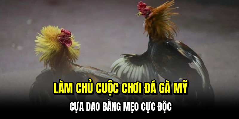 Đá Gà Mỹ Cựa Dao - Kinh Nghiệm Bắt Kèo Ngon Từ Các Cao Thủ 7 Làm chủ cuộc chơi đá gà Mỹ cựa dao bằng mẹo cực độc