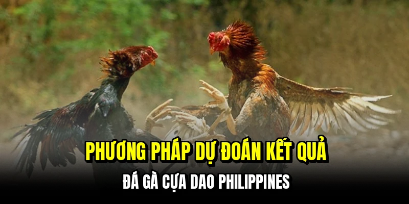 Đá Gà Cựa Dao Philippines – Trường Top, Cược Chuẩn 7 Phương pháp dự đoán kết quả đá gà cựa dao Philippines