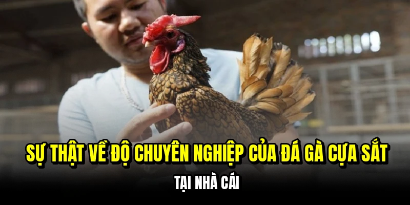 Đá Gà Cựa Sắt - Bí Kíp Đọc Kèo Chuẩn Xác Từ Sảnh Live C168 5 Sự thật về độ chuyên nghiệp của đá gà cựa sắt tại nhà cái