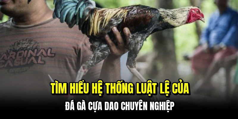 Đá Gà Cựa Dao - Trận Đấu Nhanh Gọn Và Chiến Thắng Rõ Ràng 6 Tìm hiểu hệ thống luật lệ của đá gà cựa dao chuyên nghiệp